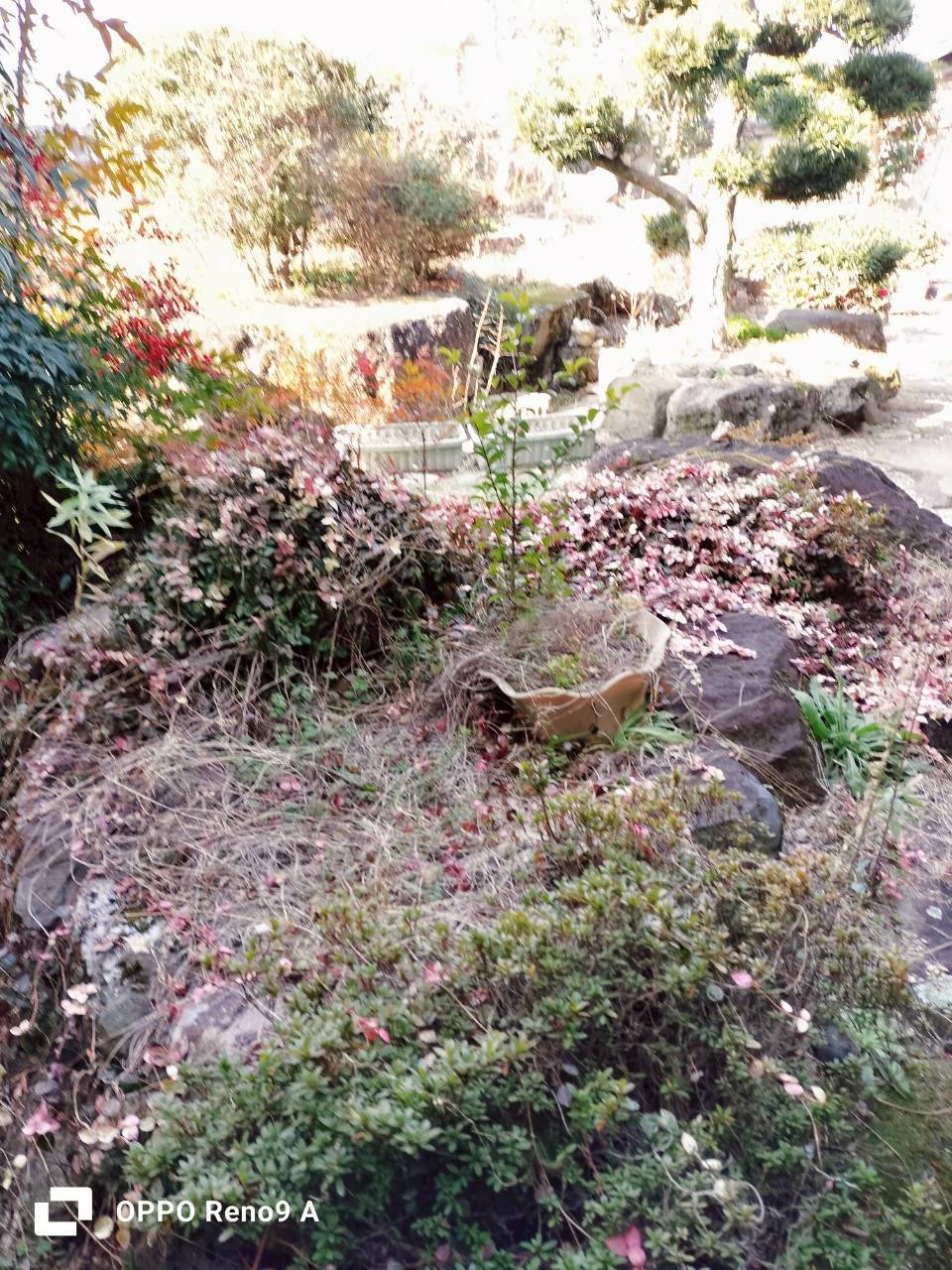 作業前の写真